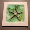 starfish white